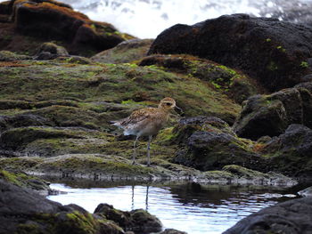 Ducks on rock by river