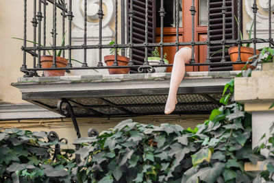 Potted plant by railing against building