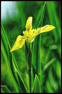 Close-up of yellow flowers