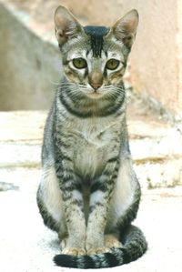 Portrait of cat sitting outdoors