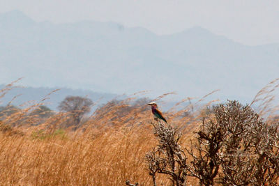 Plants on landscape against sky