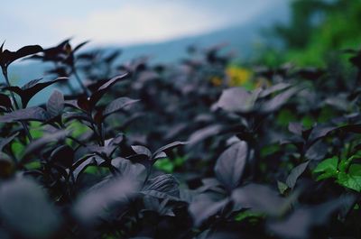 Close-up of leaves on tree against sky