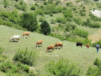 Horses grazing in a field