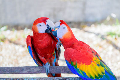 Two parrot red and yellow feather mating with love kiss, emotion pet bird