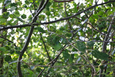 Low angle view of trees growing in forest