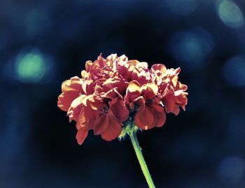 Close-up of flower blooming outdoors