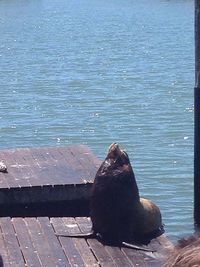 Sea lion on shore