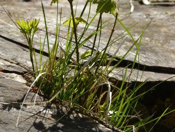 Close-up of plants growing outdoors