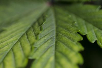 Close-up of green leaves