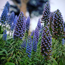 Close-up of purple flowering plants