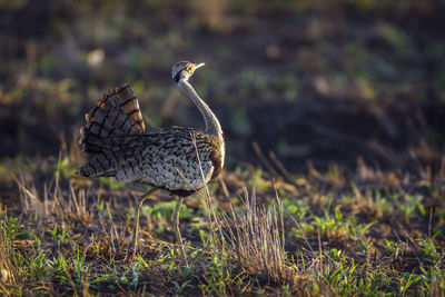 View of a bird on field