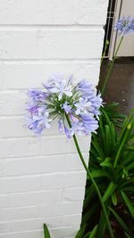 Close up of purple flowers