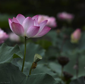 Close-up of flower blooming outdoors