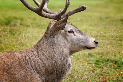 Deer in a field