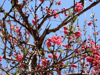 Low angle view of cherry blossoms in spring