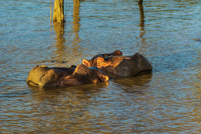 Hippos swimming in lake