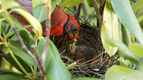 Bird perching on plant in nest