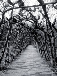 Bare trees in forest