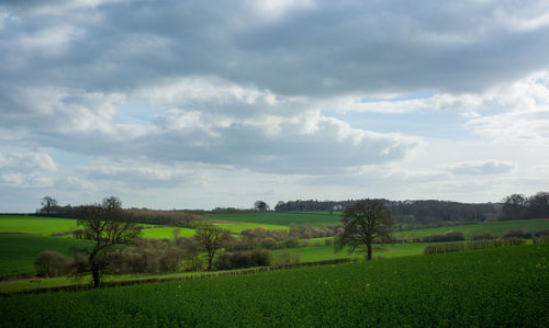 Scenic view of agricultural field against sky