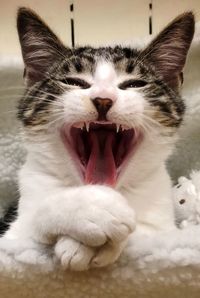 Close-up of cat yawning