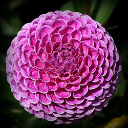 Close-up of flower blooming outdoors