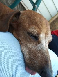 Close-up of dog sleeping