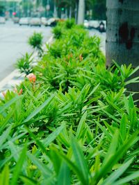 Close-up of plants