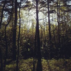 Trees in forest