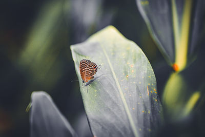 Close-up of butterfly on plant