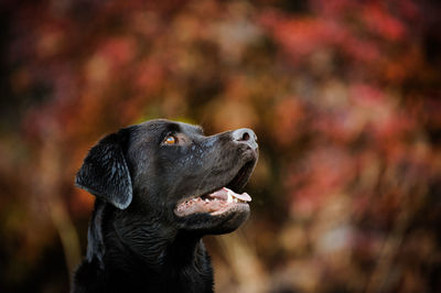 View of chocolate labrador looking away