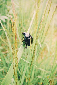 Close-up of bird perching on plant in field