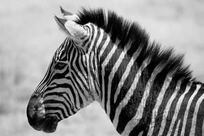 Close-up of zebra