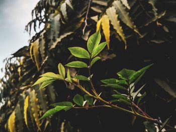 Close-up of fresh green leaves on plant