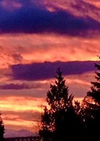 Silhouette of tree at sunset