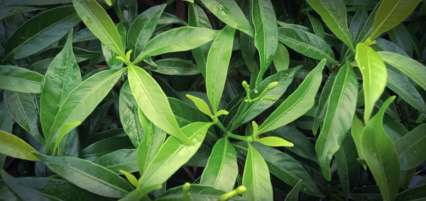 High angle view of green leaves on plant