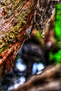 Close-up of lichen on tree trunk