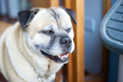 Close-up of dog looking away