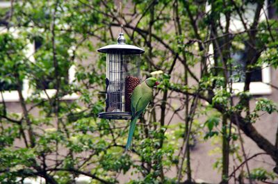 Parrot perching on bird feeder against trees