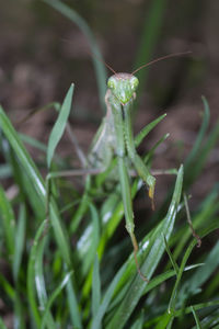 Mantis patiently posing and lurking. close up of insect in the nature