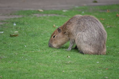 Capybara walking on the lawn