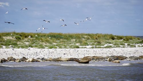 Seagulls flying over sea