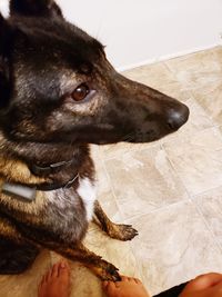 High angle view of dog on floor