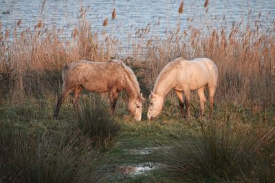 Horses in a field