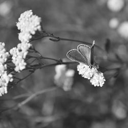 Close-up of butterfly on flower