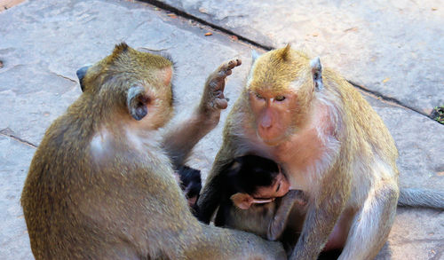 High angle view of monkey sitting outdoors