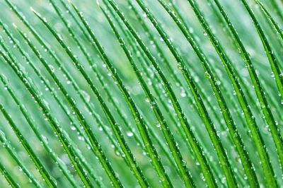 Full frame shot of water drops on leaf