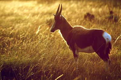 Full length of a bontebok