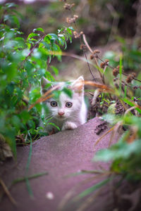 Portrait of kitten