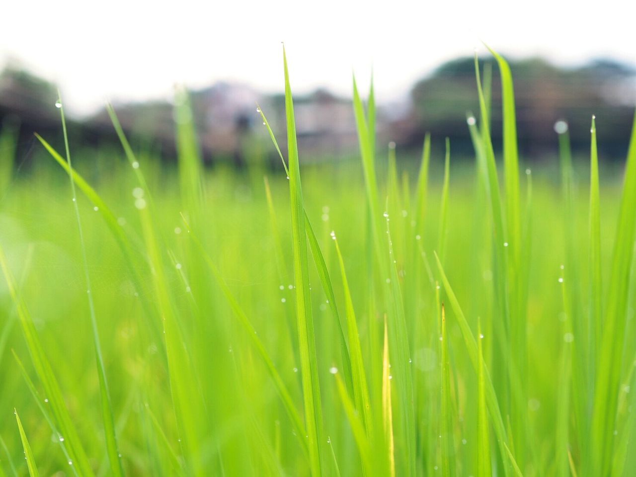 grass, green color, nature, growth, field, outdoors, close-up, day, freshness, drop, beauty in nature, no people, plant, fragility, rice paddy