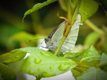 Close-up of butterfly on leaf